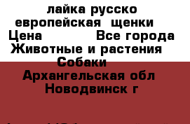 лайка русско-европейская (щенки) › Цена ­ 5 000 - Все города Животные и растения » Собаки   . Архангельская обл.,Новодвинск г.